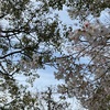 ①桜…椿…蓮華草