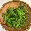 夏だ！枝豆が食べたいよ〜