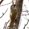 日本　この冬の野鳥たち　アオゲラ、カワラヒワ、シメ