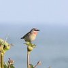 湧洞原生花園へ②（6月24日）