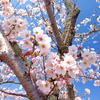 鞍ケ池公園へお花見に行きました