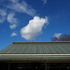 冬晴れの庭園⑤『清澄庭園の鷺、鯉』東京都江東区清澄白河