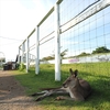 カンガルーが好きです