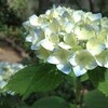 庭の花たち〜無謀なバレエレッスン