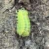 緑の短いトゲトゲな幼虫は危険？　棘状の針を持つイラガの仲間に要注意