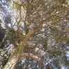 Quercus glauca　アラカシ