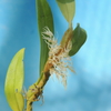 Bulbophyllum sp.　　　　