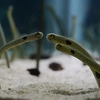 チンアナゴの喧嘩２ / A fight of spotted garden eel