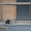 近隣住宅街のねこさん