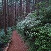 日和田山の潅木の花