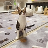 おめめ