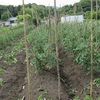 今週の野菜