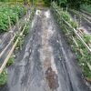 食用菊の柵上げ