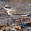 兵庫県東播磨）瀬戸川河口。オオメダイチドリ（幼鳥）（蟹）、ソリハシシギ、イソシギ、ウミネコ。