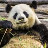 パンダの不思議な生態！クマ科なのに竹を食べる理由とは？
