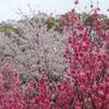 赤川花火大会2019  無料枡席 事前予約会はいつ？ 時間は？