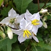 【6月道端の有毒雑草】可愛い顔に騙された！？