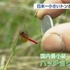 国内最小級　ハッチョウトンボ飛び交う