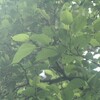  ★ヨスジアオカミキリ★キモンハナカミキリ他