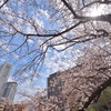 横浜の桜2018年3月24日