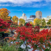 iPhone7で東京ミッドタウン裏「檜町公園」の紅葉スナップ