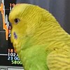 ８月１日の相場を見てみたよ　チュン