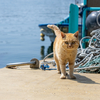 東北東部北離島のねこさん