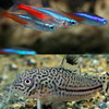 (熱帯魚 生体)ネオンテトラSMサイズ(約2cm)(15匹)+Co.ジュリー【ブリード】(約2-3cm)(3匹)【水槽/熱帯魚/観賞魚/飼育】【生体】【通販/販売】【アクアリウム/あくありうむ】