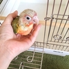 ウロコインコ ここる成長記【23日目】鳥かごデビュー＆初飛行