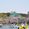 上野の桜も花盛り〜