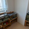 金魚が健康だと水質も安定する