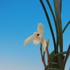 Maxillaria kautskyi