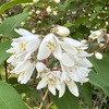 ウツギ（卯の花）の鉢植えが，大船フラワーセンターに展示してありました．　卯月＝旧暦4月に咲く日本の初夏を告げる代表的な花で，’夏は来ぬ’で歌われた「季節の花」としての展示だと思います．隣に展示してあった梅花空木は別属ですが，フラワーセンターにもあったサクラウツギは，ウツギ属の園芸種．妙法寺で立派は花が見られるサラサウツギは，卯の花の変種になります．　五月雨もむかしに遠き山の庵（いほ）通夜する人に卯の花生けぬ　与謝野晶子