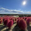 【コキアとは？】英語3文で学ぶKochia