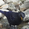 Blue Whistling Thrush (オオルリチョウ)　北インドの鳥その3