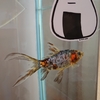 金魚すくいから一年