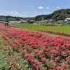 【茨城・常陸太田市】約300万本！源氏川の彼岸花の見ごろや駐車場は？