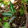  Aglaonema pictum"ちゃんぷーる"AT from Tigalingga【AZ0120-1c】 