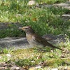 迷鳥カキイロツグミか？どなたかご教授を