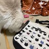 朝から猛烈猫じゃらし遊び