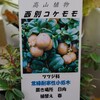 新しくお迎えしたベリー