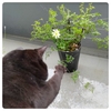 植物に愛情を注いでいる黒猫