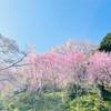 見事！！！奈良県吉野の千本桜