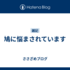 鳩に悩まされています