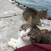 ダメねこ。猫好きのための装備を見付けてしまった