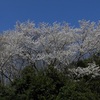 里山の桜　３