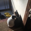 小春日和の日溜まり猫と‥　～Indian Summer with a Sun Pool of lovely cats ...