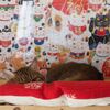 珊瑚　キャットタワー＆ウォークを初登頂です