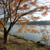 袖ケ浦公園　今年見納めの紅葉