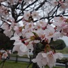 2023.3.25 いつもより早い桜